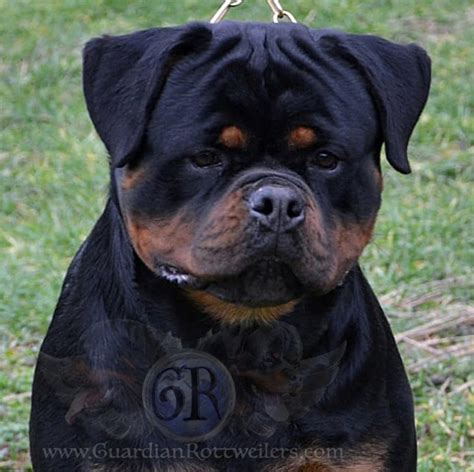 rottweiler gucci|gucci dog breed.